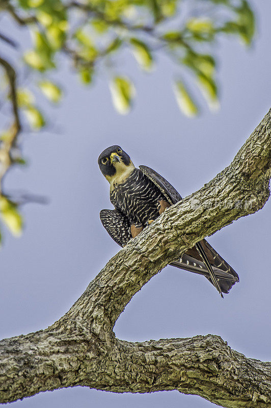 蝙蝠隼(Falco rufigularis)是一种猎鹰，是热带墨西哥、中南美洲的一种驻地繁殖者。发现于巴西潘塔纳尔地区。